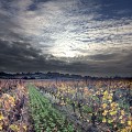 Vigne soir 2022-11-24 K30R-10