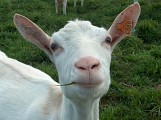 Chèvre