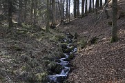 Randonnée - La forêt de Chirgoutte