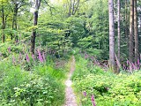 Sentier nature du Loosthal
