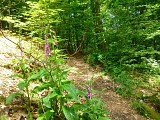 Attention, cette plante à fleurs à clochettes roses, la digitale (digitalis purpurea), est extrêmement toxique !