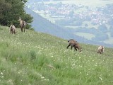 Circuit trail Alfeld - Boedelen - Chaumière
