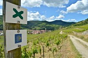 Circuit rando - de Kaysersberg à Kientzheim par les vignes