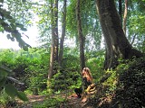 Sentier des Mélèzes de Durmenach
