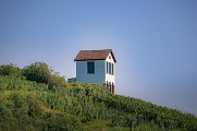 Le vignoble du Kirchberg