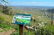 Circuit rando - à la découverte des arbres remarquables