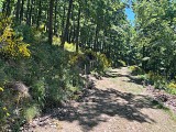 Circuit rando - à la découverte des arbres remarquables