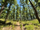 Circuit rando - à la découverte des arbres remarquables