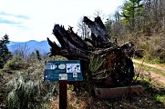 Circuit rando - à la découverte des arbres remarquables