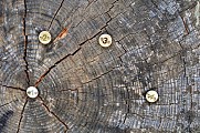 Circuit rando - à la découverte des arbres remarquables
