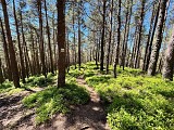 Circuit rando - le Koenigsstuhl et la roche du Tétras par Saint-Alexis