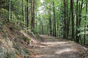 Chemin forestier du Hintereck