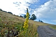 Circuit rando - sur les hauteurs de Fréland