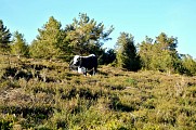 Circuit rando - le Surcenord par Gazon l'Hôte