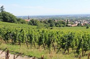 Le village de Kintzheim depuis les vignes