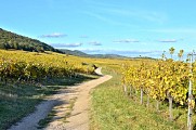 Circuit rando - de Kientzheim à Riquewihr par le chêne de la Chapelle