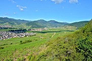 Circuit rando - la nécropole de Sigolsheim