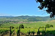 Circuit rando - la nécropole de Sigolsheim