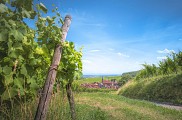 Sentier viticole de Blienschwiller - Du cep au verre