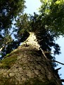 Abies alba, Sapin Blanc