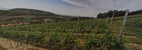 Coteaux de Chauriat 