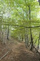 Sentier dans la hêtraie