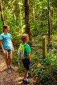 Forêt royale