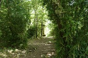 Chemin bordé de buis en redescendant vers Alas