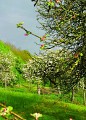 Circuit de la forêt d'Othe à Sormery