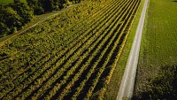 Sentier des Vignes
