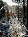 foret enneigée carayat