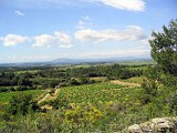 Paysage typique du Minervois.HS.ODSH.