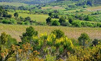 OENORANDO VISSOU 3 @ Gilles Delerue
