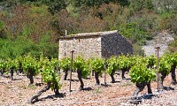 OENORANDO VISSOU 8 @ Gilles Delerue