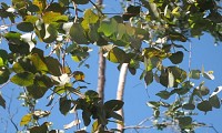 Circuit-des-Eucalyptus.4jpg
