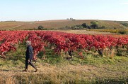 Oenorando des coteaux de St-Christol0016 ©CDRP34
