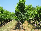 Oenorando des coteaux de St-Christol0002 ©CDRP34