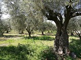 Rando bes bois de Homs et de Latude0001 ©Gilles Delerue - ADT34