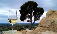 Vignoble_au_Castellas_-_E_Brendle