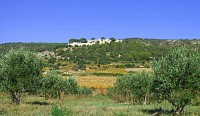 Vignobles_de_Montpeyroux_-_E_Brendle6