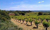 Vignobles_Montpeyroux_-_E_Brendle