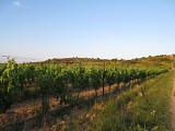 Vignoble et le Travers crédit Viviane CASSAGNAU