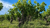 Vignes et volcans de fontes0011 ©Gilles Delerue - ADT34