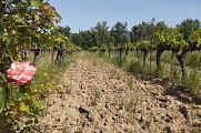Vignes et rosier à Lourmarin