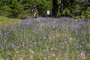 Colline de La Bruyère