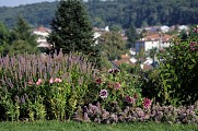 Parc Beaumont - Pau - massifs de fleurs