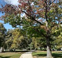 Parc Beaumont - Pau - les allées