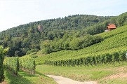 Dans les vignes près de Kintzheim
