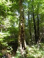 Arbre mort