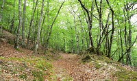 Vieux chemin